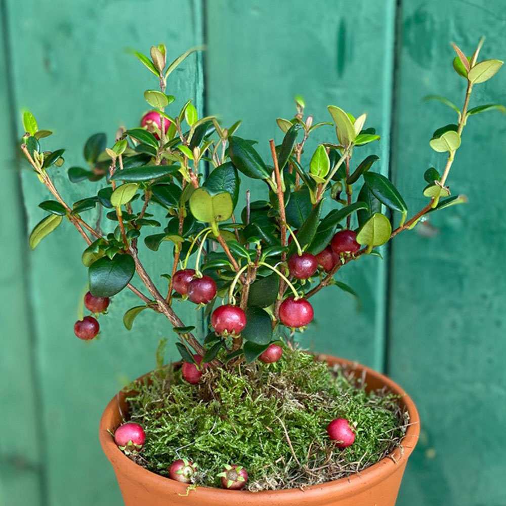 Guava Capsuna (Psidium cattleianum), arborele exotic cu fructe rosii, dulci si parfumate