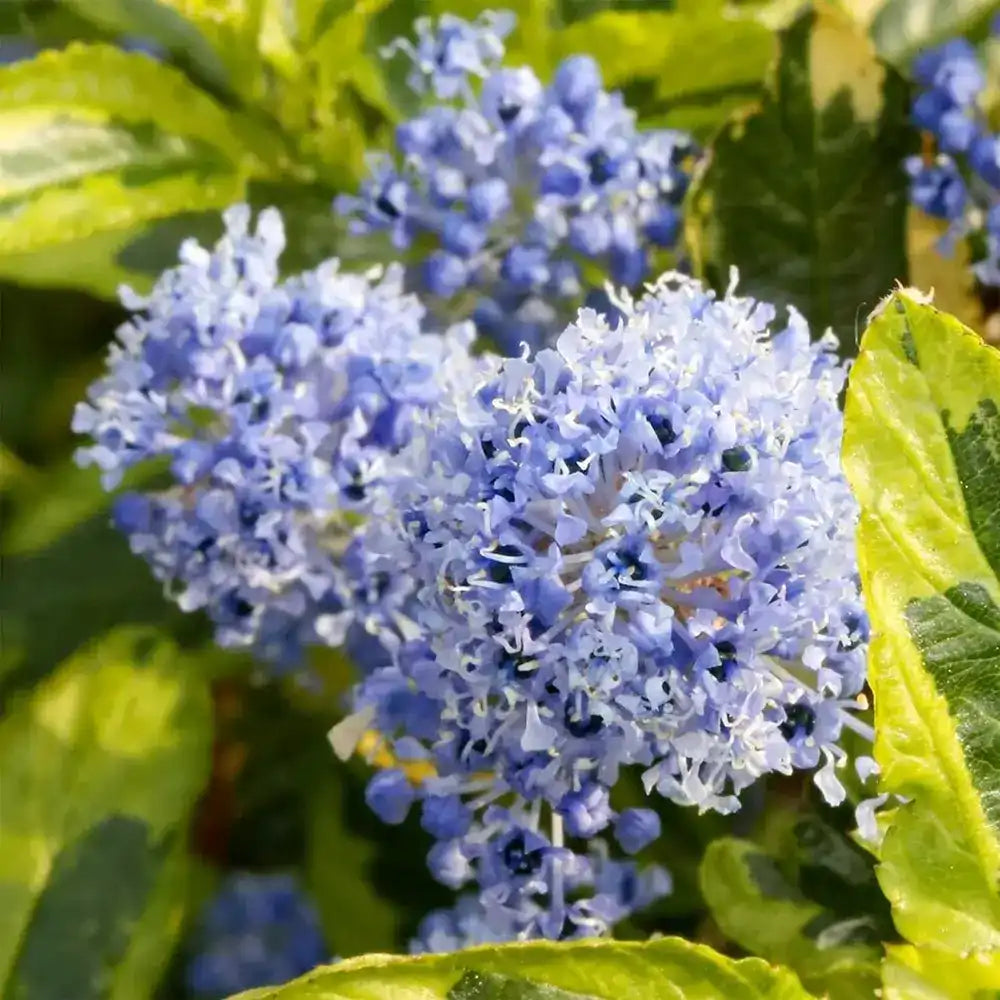 Liliac albastru Californian Eldorado (Ceanothus), vesnic verde, cu frunze pestrite aurii si flori albastre