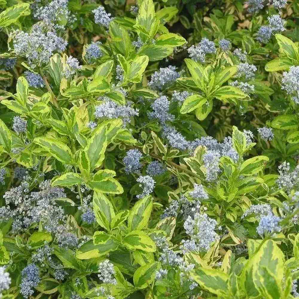 Liliac albastru Californian Eldorado (Ceanothus), vesnic verde, cu frunze pestrite aurii si flori albastre