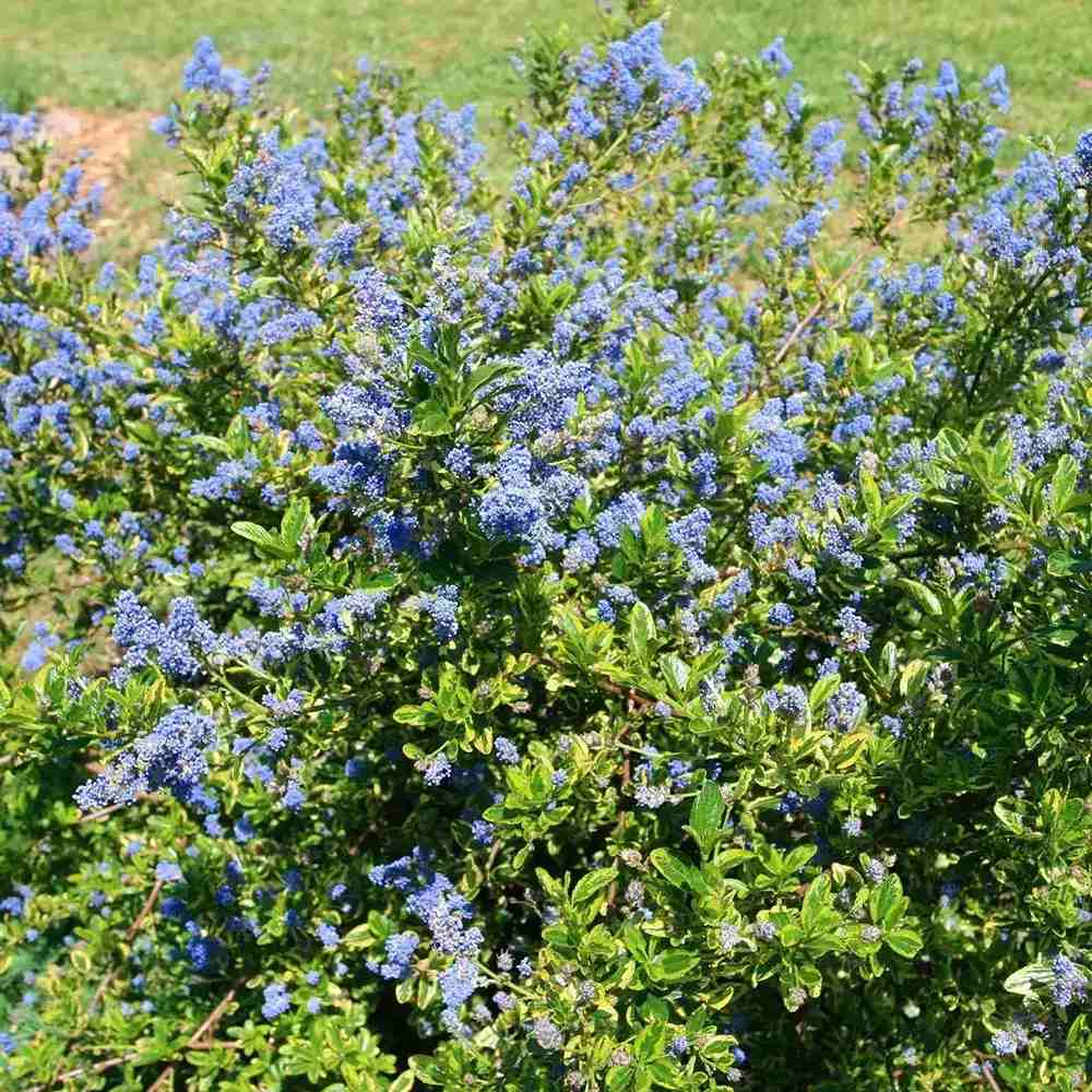 Liliac albastru Californian Eldorado (Ceanothus), vesnic verde, cu frunze pestrite aurii si flori albastre