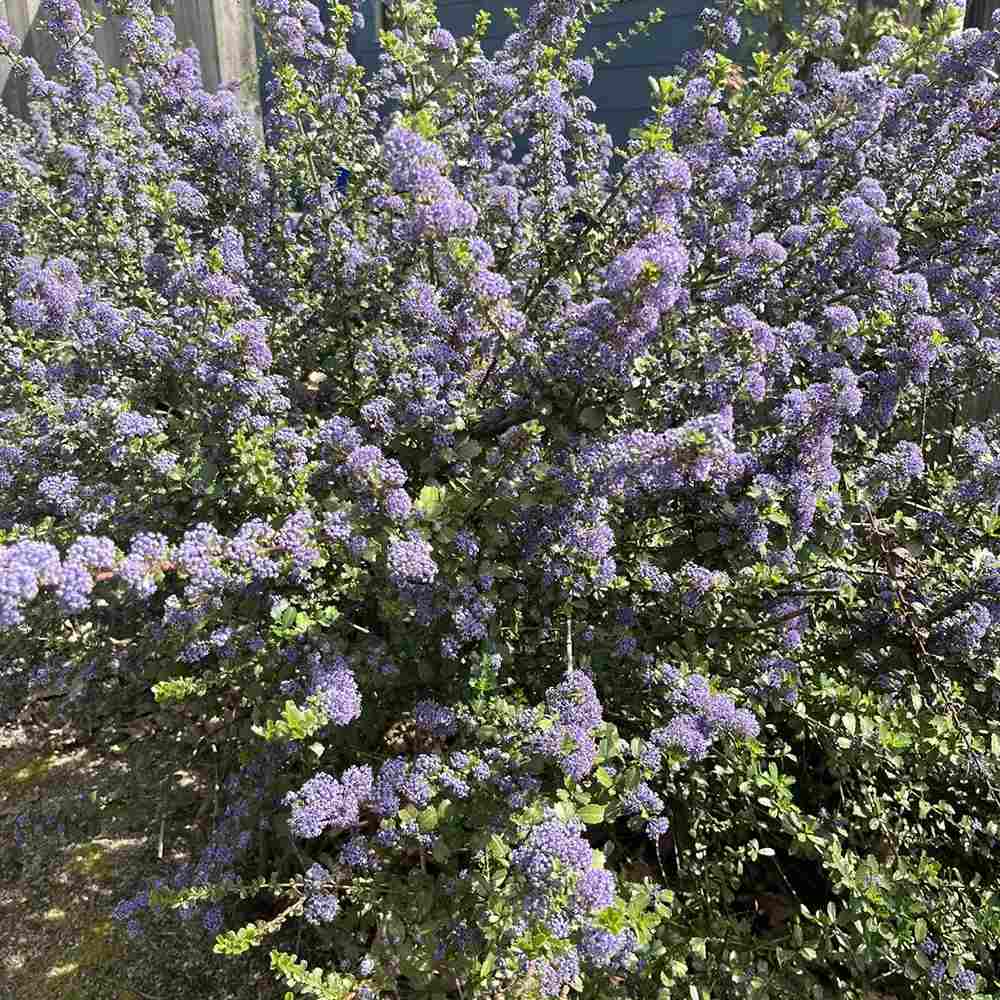 Liliac albastru californian de Munte Blue Jeans (Ceanothus Thyrsiflorus), cu flori albastre, vesnic verde