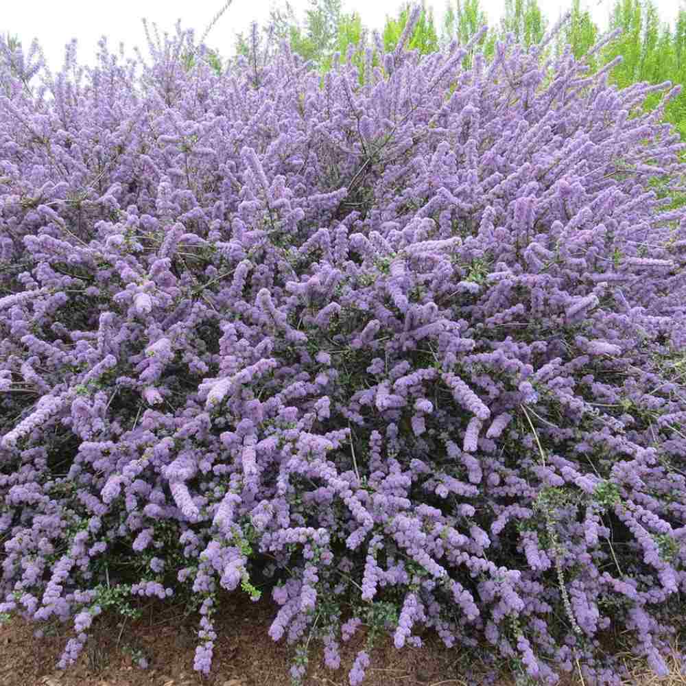 Liliac albastru californian de Munte Blue Jeans (Ceanothus Thyrsiflorus), cu flori albastre, vesnic verde