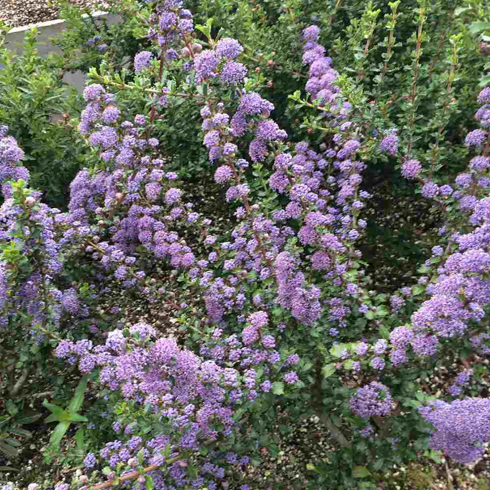 Liliac albastru californian de Munte Blue Jeans (Ceanothus Thyrsiflorus), cu flori albastre, vesnic verde