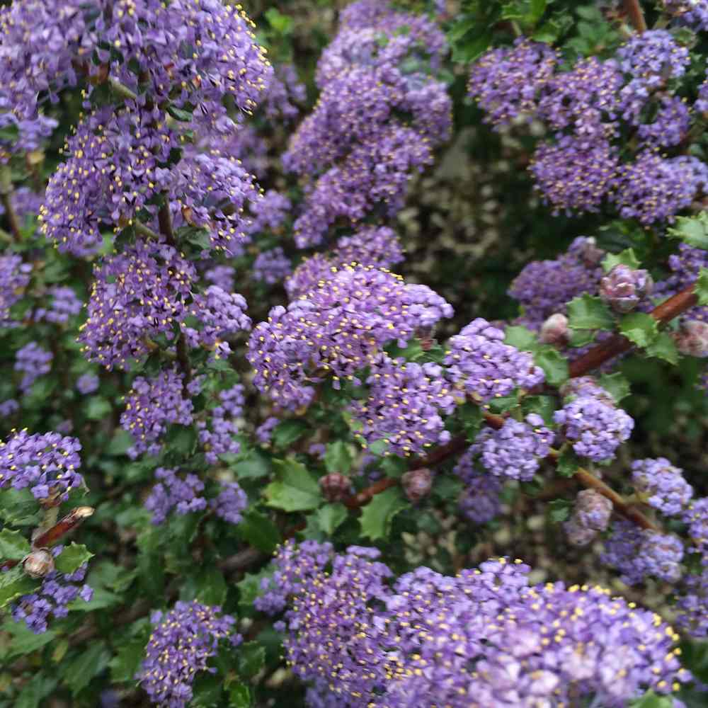 Liliac albastru californian de Munte Blue Jeans (Ceanothus Thyrsiflorus), cu flori albastre, vesnic verde