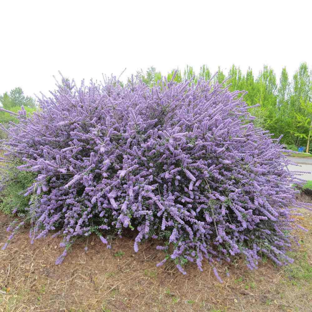 Liliac albastru californian de Munte Blue Jeans (Ceanothus Thyrsiflorus), cu flori albastre, vesnic verde