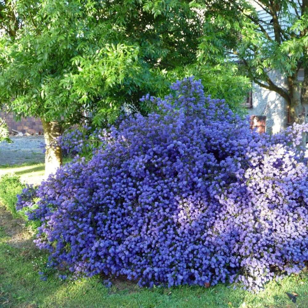 Liliac albastru californian (Ceanothus) Yankee Point, arbust vesnic verde, flori albastre parfumate, rezistenta frig, crestere rapida, gard viu sau planta solitara