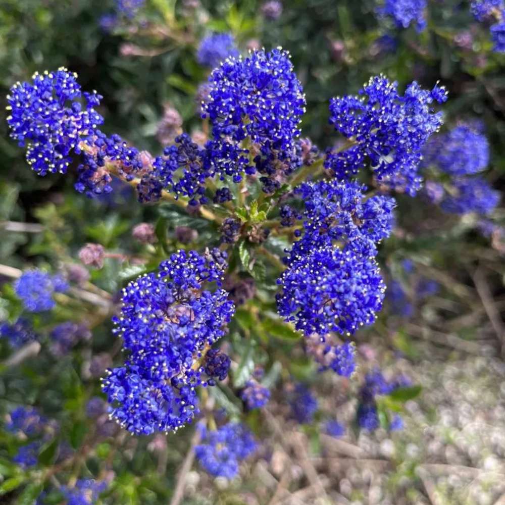 Liliac albastru californian (Ceanothus) Yankee Point, arbust vesnic verde, flori albastre parfumate, rezistenta frig, crestere rapida, gard viu sau planta solitara