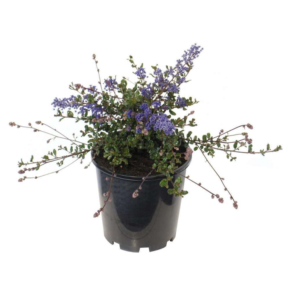 Liliac albastru californian (Ceanothus) Yankee Point, arbust vesnic verde, flori albastre parfumate, rezistenta frig, crestere rapida, gard viu sau planta solitara