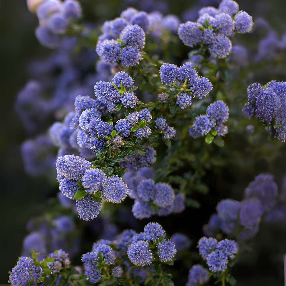 Liliac albastru californian (Ceanothus) Yankee Point, arbust vesnic verde, flori albastre parfumate, rezistenta frig, crestere rapida, gard viu sau planta solitara