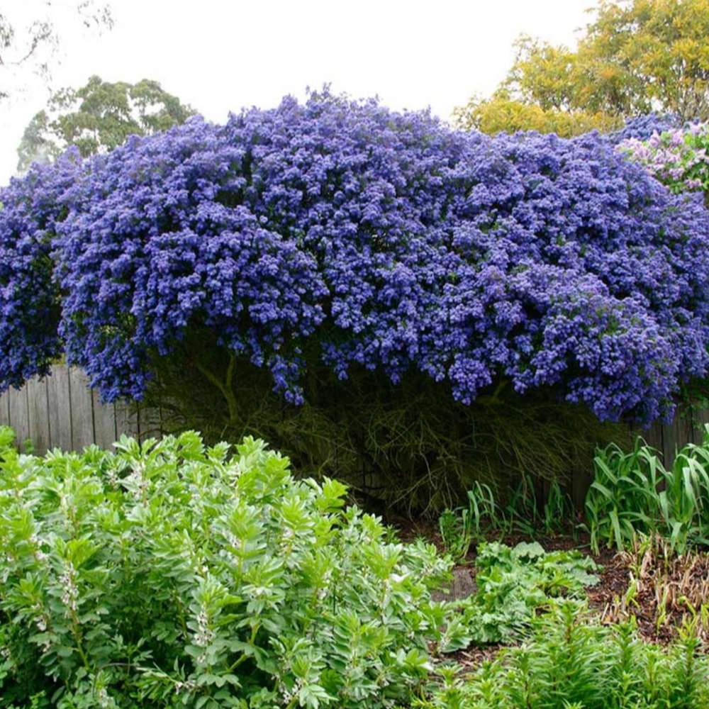 Liliac albastru californian (Ceanothus) Concha, arbust vesnic verde, flori albastre parfumate, rezistenta la frig, crestere rapida, gard viu sau planta solitara
