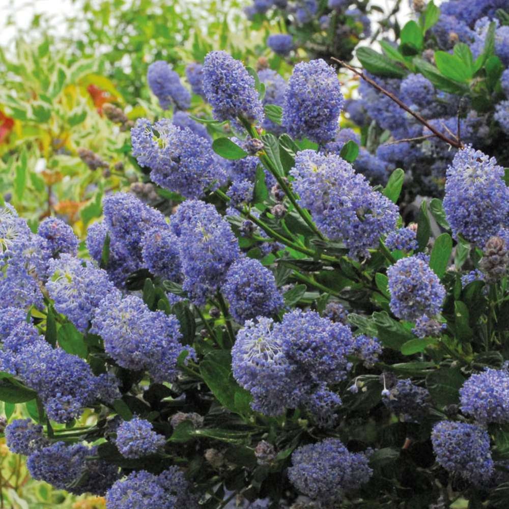 Liliac albastru californian (Ceanothus) Concha, arbust vesnic verde, flori albastre parfumate, rezistenta la frig, crestere rapida, gard viu sau planta solitara