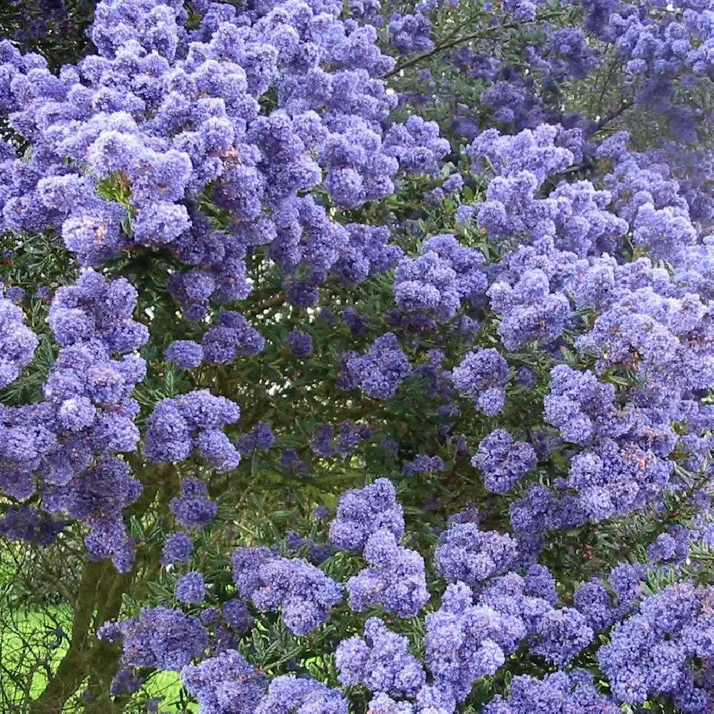 Liliac albastru californian (Ceanothus) Concha, arbust vesnic verde, flori albastre parfumate, rezistenta la frig, crestere rapida, gard viu sau planta solitara