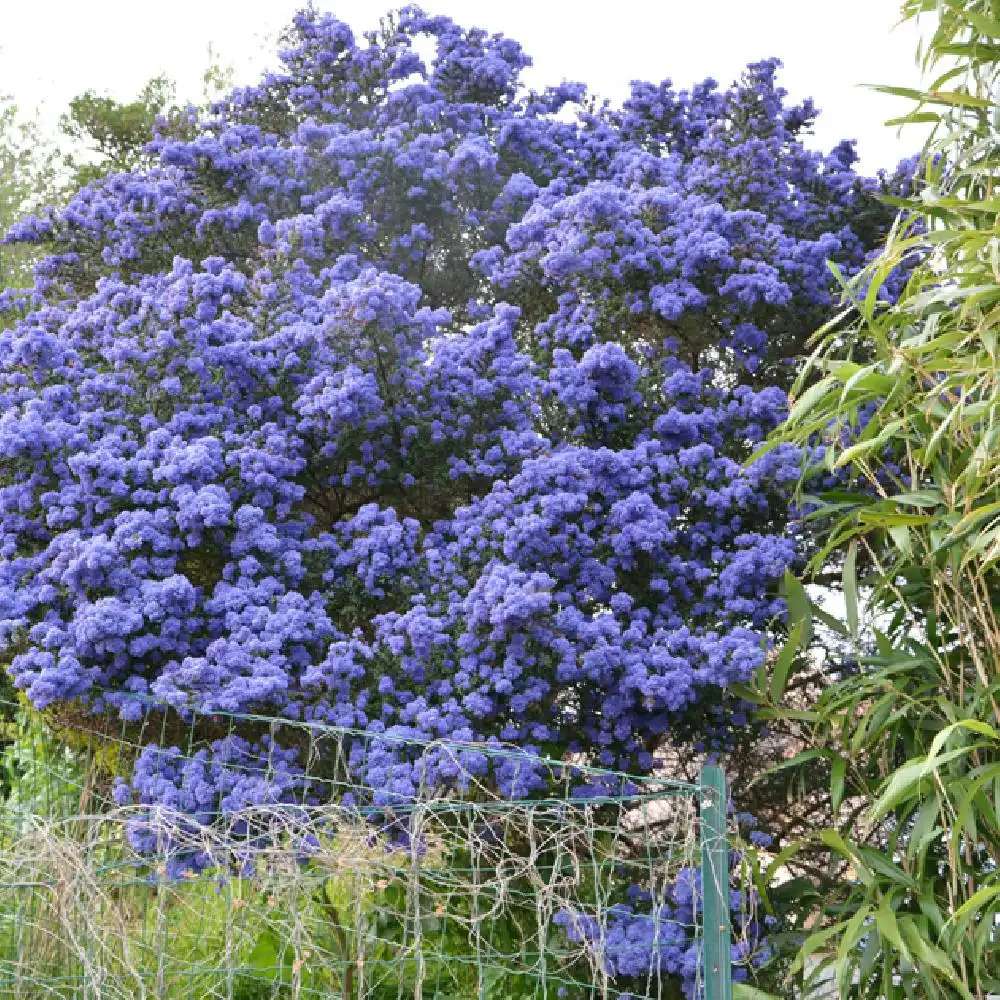 Liliac albastru californian (Ceanothus) Concha, arbust vesnic verde, flori albastre parfumate, rezistenta la frig, crestere rapida, gard viu sau planta solitara
