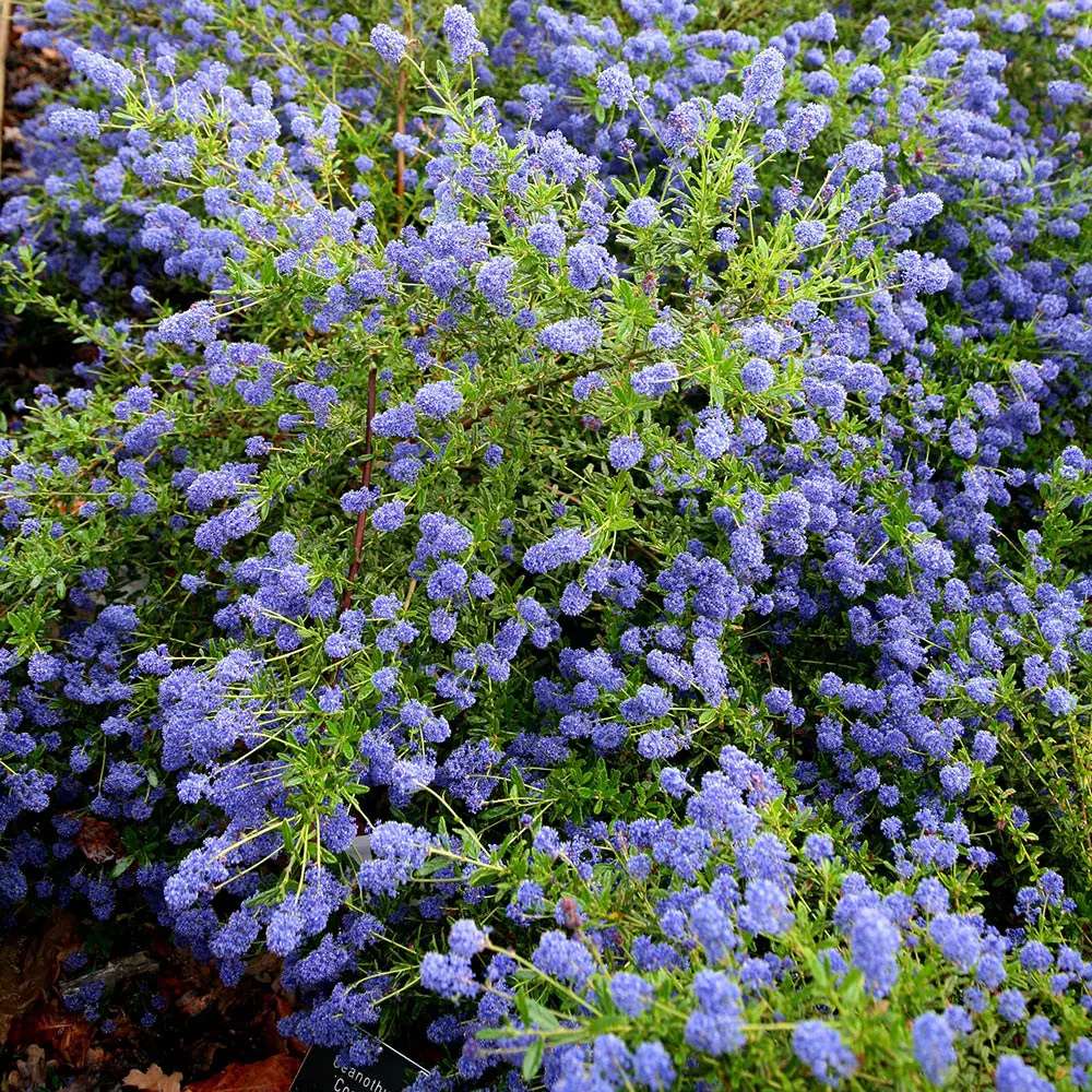 Liliac albastru californian (Ceanothus) Concha, arbust vesnic verde, flori albastre parfumate, rezistenta la frig, crestere rapida, gard viu sau planta solitara