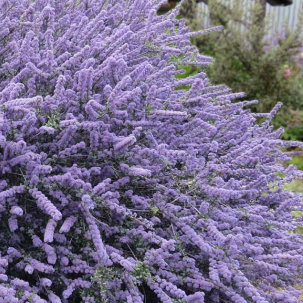 Liliac albastru californian de Munte Blue Jeans (Ceanothus Thyrsiflorus), cu flori albastre, vesnic verde