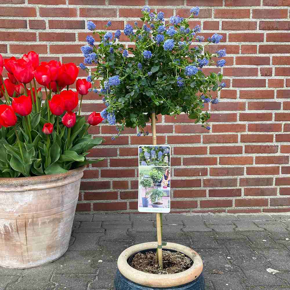 Liliac Californian Tip Copac Repens (Ceanothus Thyrsiflorus), cu flori albastre, vesnic verde