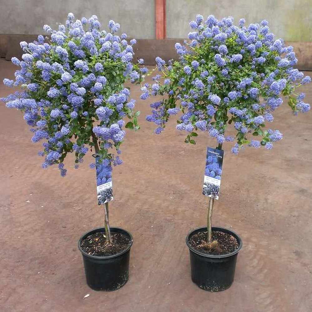 Liliac Californian Tip Copac Repens (Ceanothus Thyrsiflorus), cu flori albastre, vesnic verde