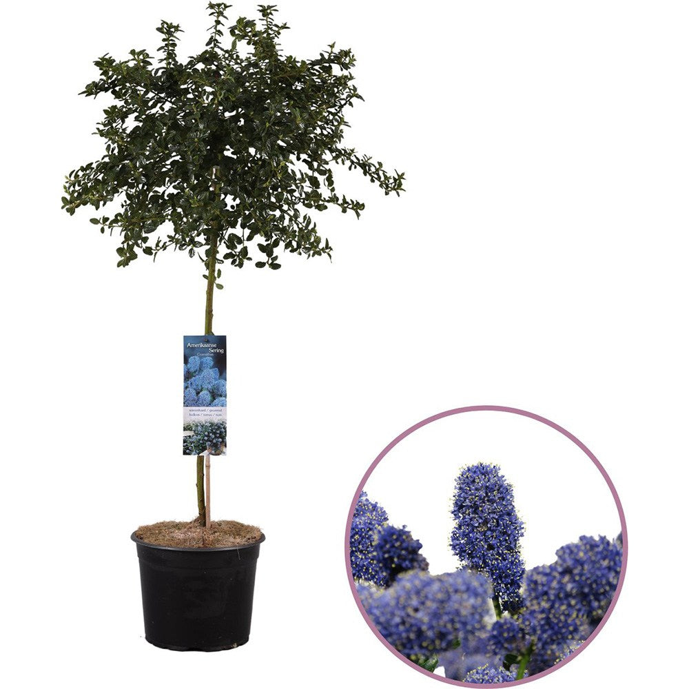 Liliac Californian Tip Copac Repens (Ceanothus Thyrsiflorus), cu flori albastre, vesnic verde