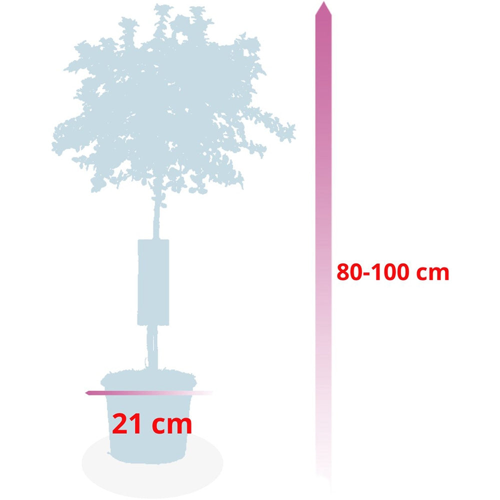 Liliac Californian Tip Copac Repens (Ceanothus Thyrsiflorus), cu flori albastre, vesnic verde