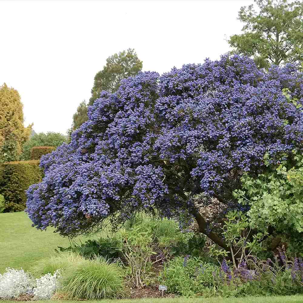 Liliac Californian Tip Copac Repens (Ceanothus Thyrsiflorus), cu flori albastre, vesnic verde