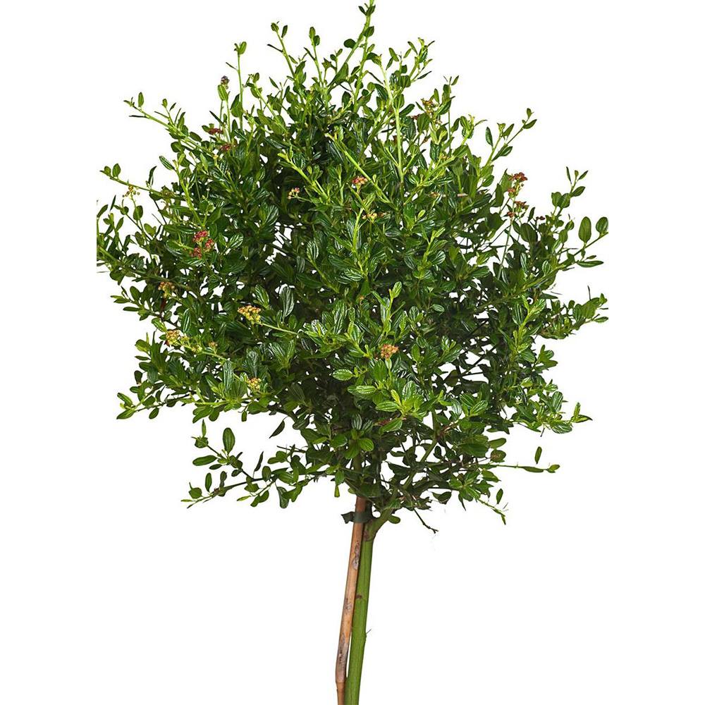 Liliac Californian Tip Copacel Victoria (Ceanothus), cu flori albastre spectaculoase, vesnic verde,, rezistent si decorativ