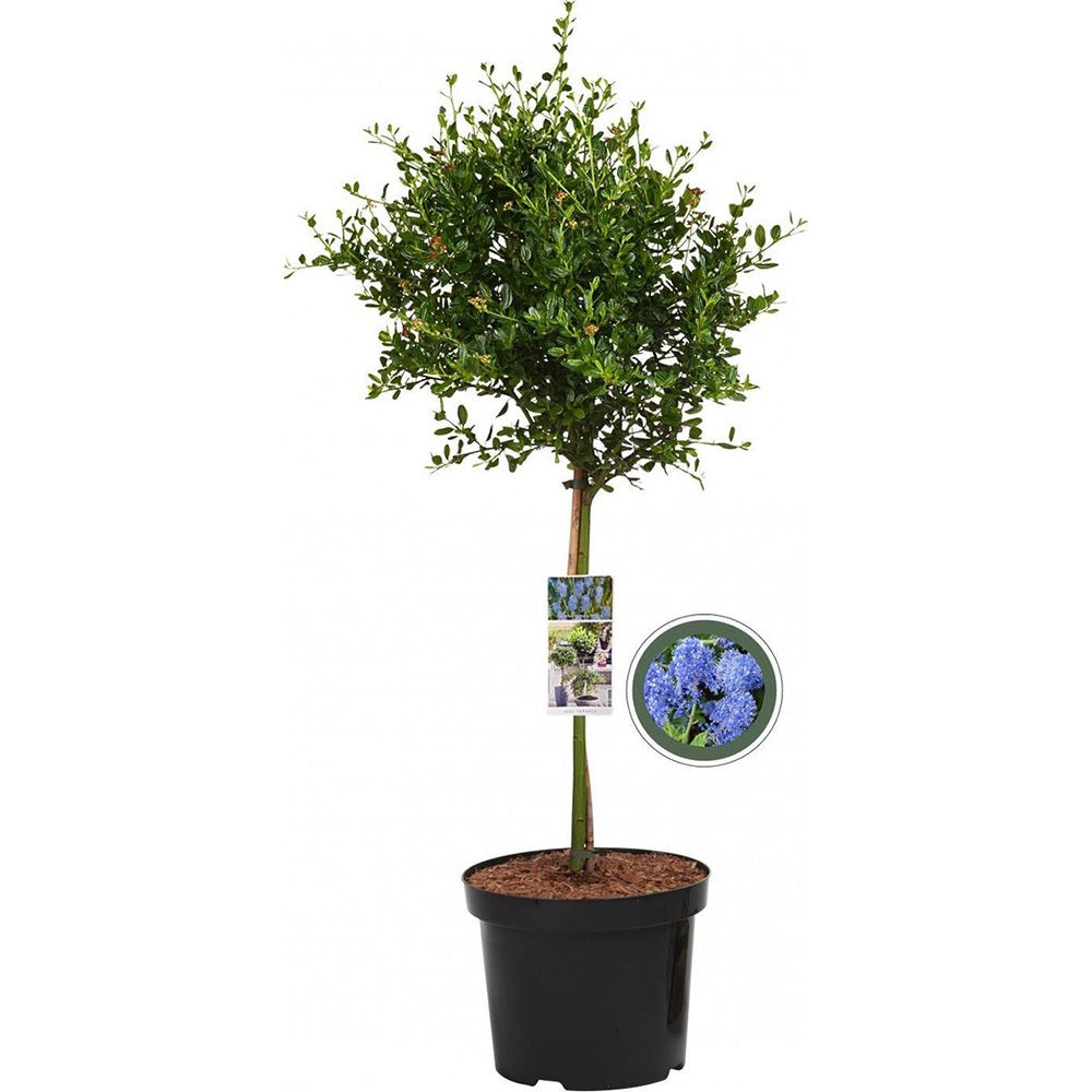 Liliac Californian Tip Copacel Victoria (Ceanothus), cu flori albastre spectaculoase, vesnic verde,, rezistent si decorativ