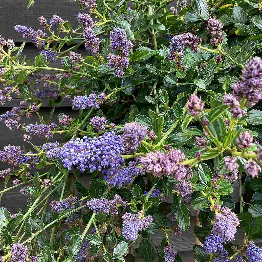 Liliac Californian Tip Copac Repens (Ceanothus Thyrsiflorus), cu flori albastre, vesnic verde