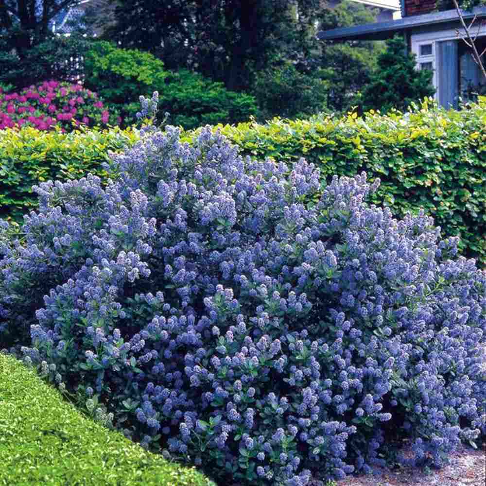Liliac albastru californian Blue Sapphire (Ceanothus Impressus), arbust decorativ cu flori albastre pentru gradina, gard viu sau planta solitara