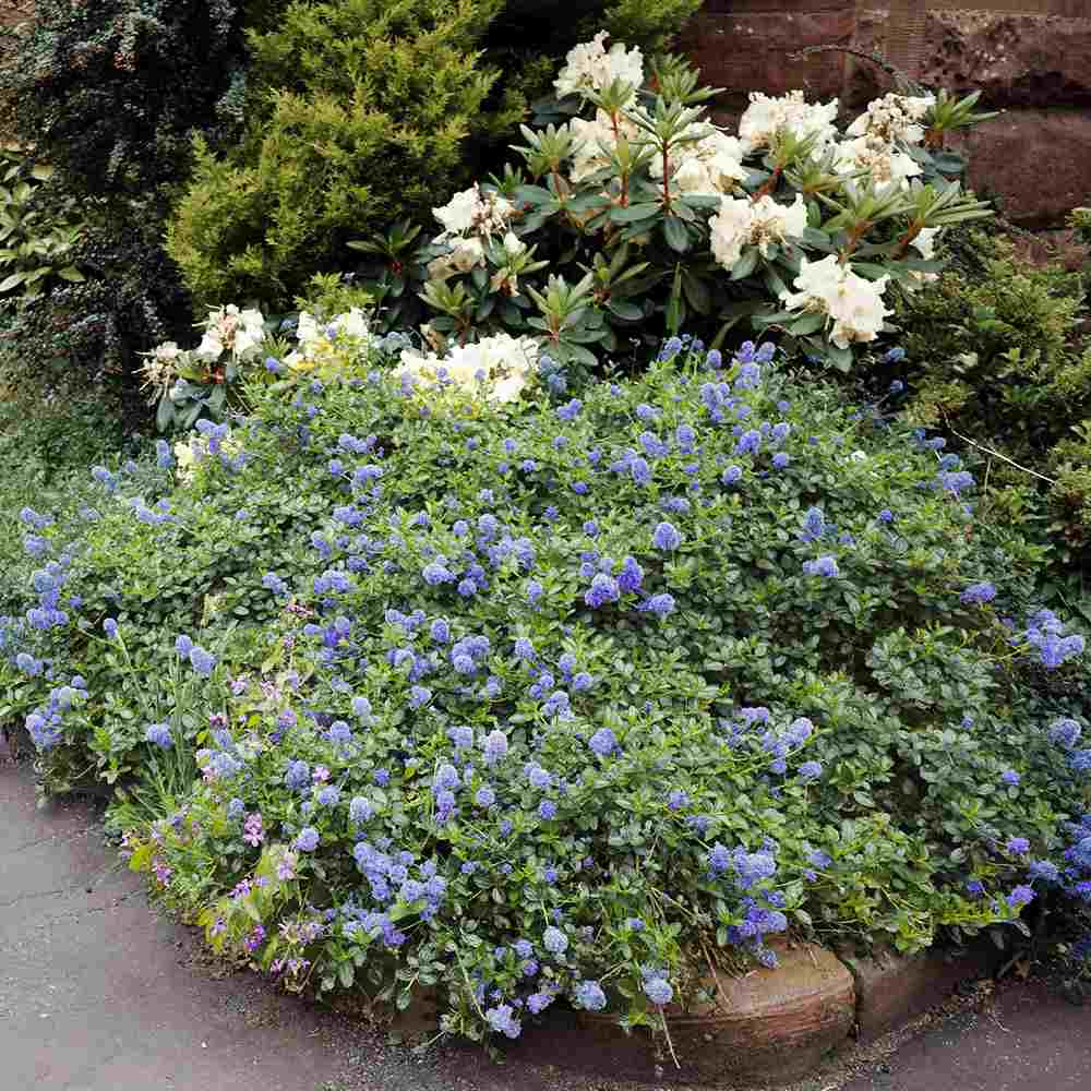 Liliac albastru californian Blue Sapphire (Ceanothus Impressus), arbust decorativ cu flori albastre pentru gradina, gard viu sau planta solitara