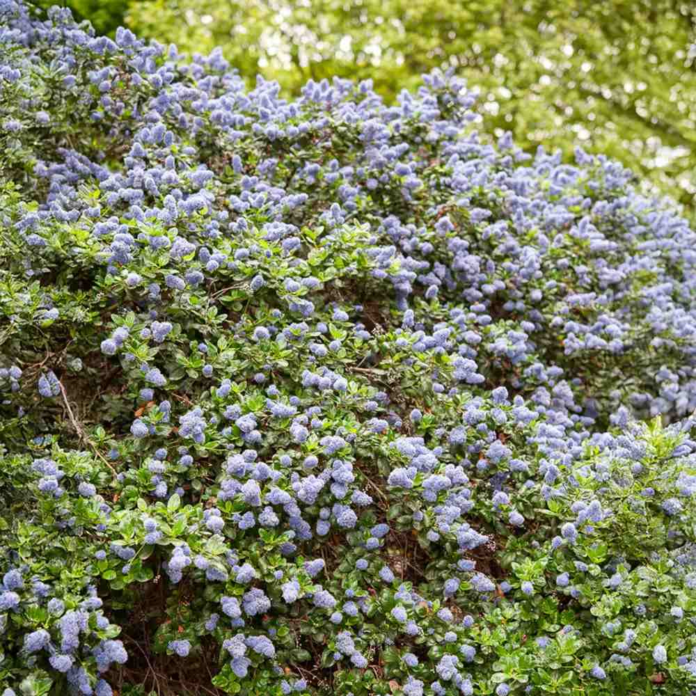 Liliac albastru californian Blue Sapphire (Ceanothus Impressus), arbust decorativ cu flori albastre pentru gradina, gard viu sau planta solitara