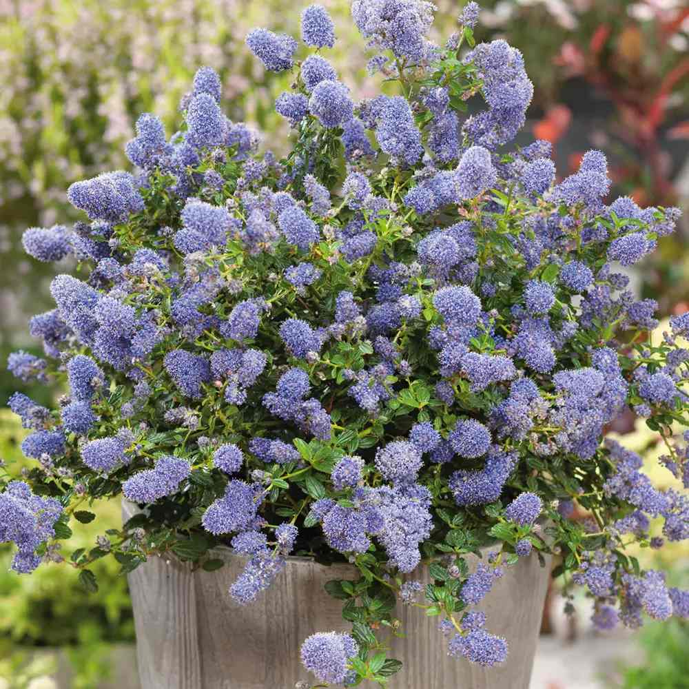 Liliac albastru californian Blue Sapphire (Ceanothus Impressus), arbust decorativ cu flori albastre pentru gradina, gard viu sau planta solitara
