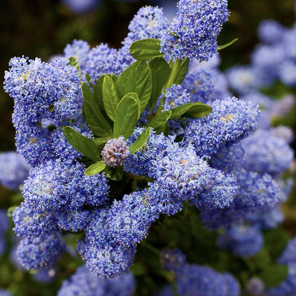 Liliac albastru californian Blue Sapphire (Ceanothus Impressus), arbust decorativ cu flori albastre pentru gradina, gard viu sau planta solitara
