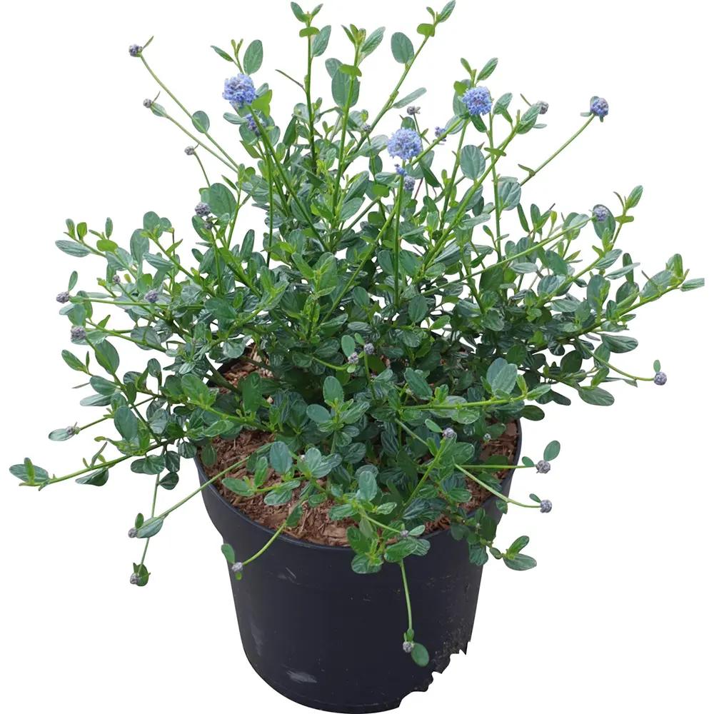 Liliac albastru californian Blue Sapphire (Ceanothus Impressus), arbust decorativ cu flori albastre pentru gradina, gard viu sau planta solitara