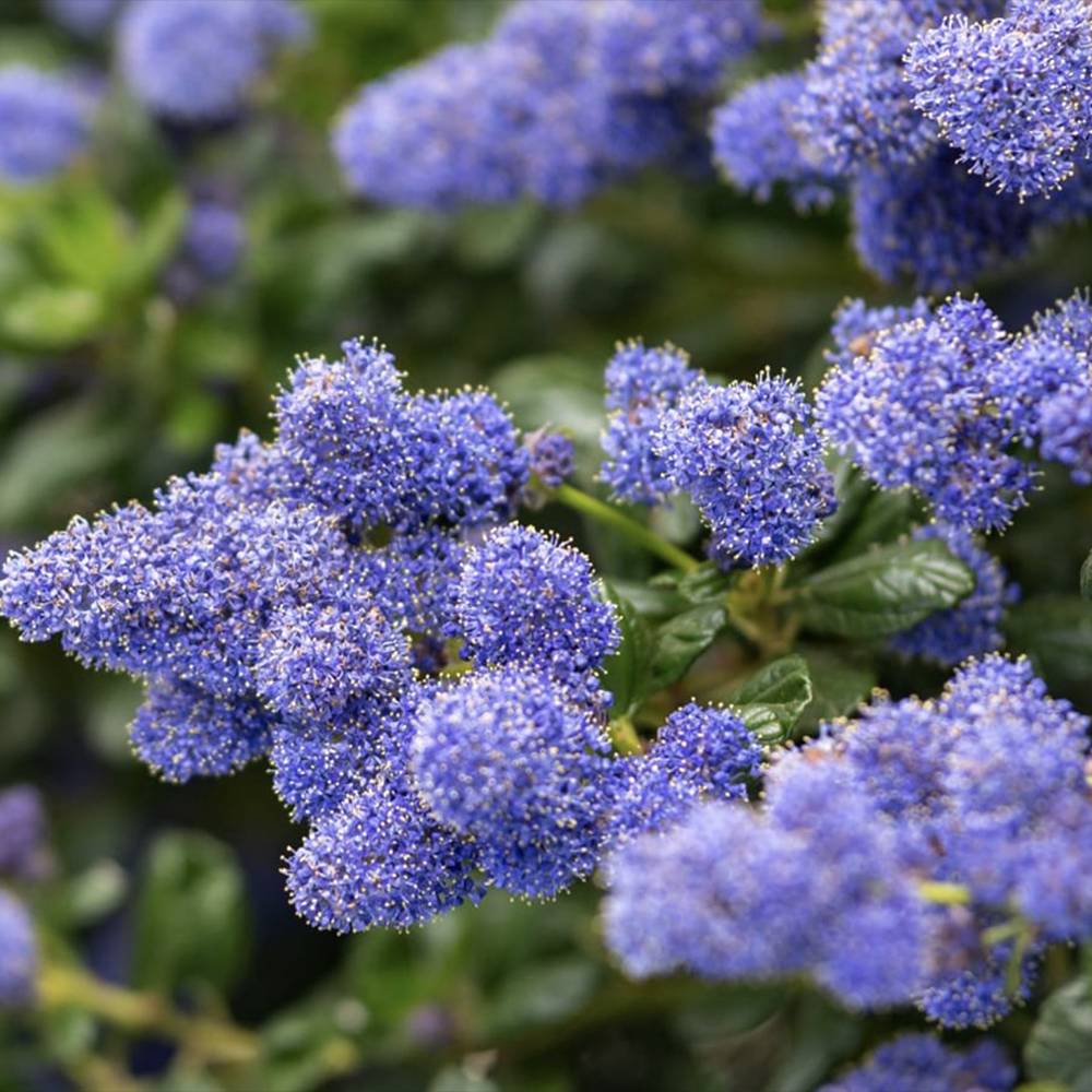 Liliac albastru californian Blue Sapphire (Ceanothus Impressus), arbust decorativ cu flori albastre pentru gradina, gard viu sau planta solitara