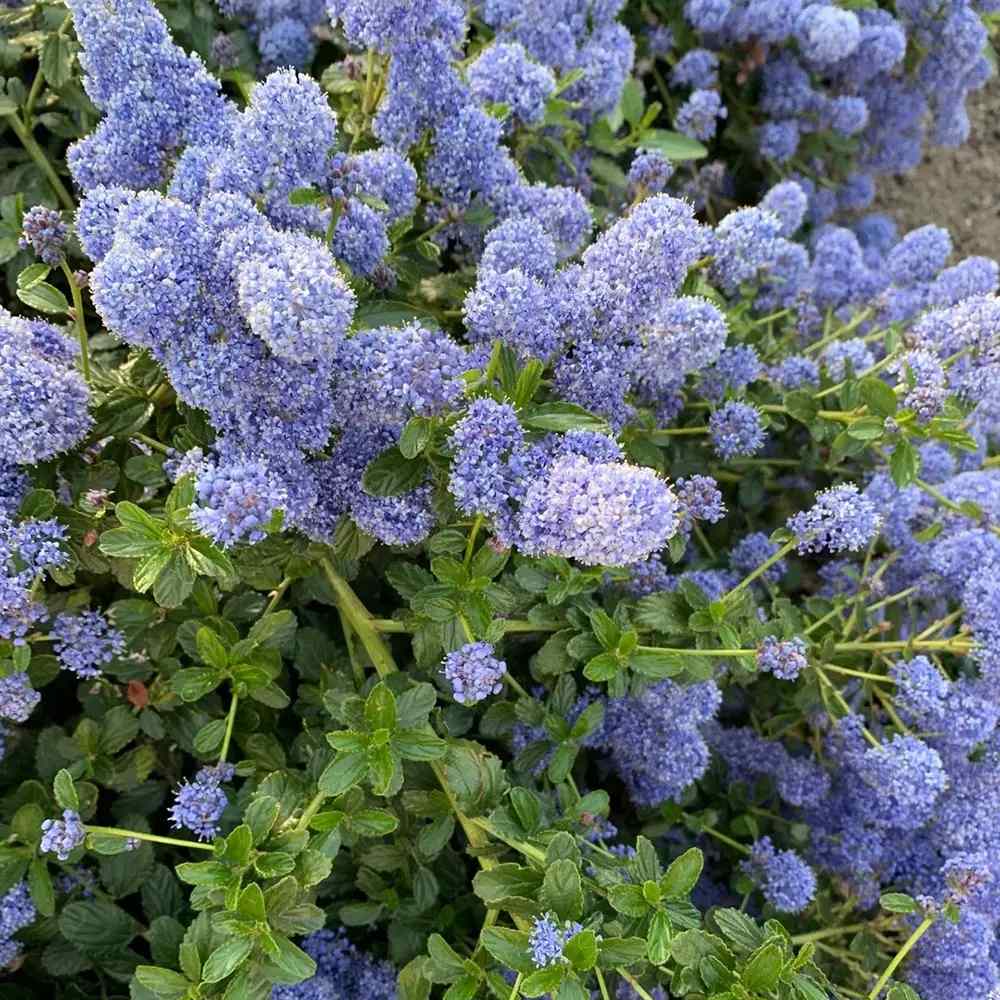 Liliac albastru californian Blue Sapphire (Ceanothus Impressus), arbust decorativ cu flori albastre pentru gradina, gard viu sau planta solitara