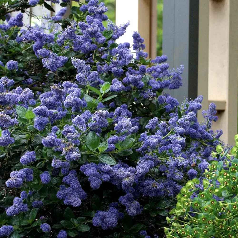 Liliac albastru californian Blue Sapphire (Ceanothus Impressus), arbust decorativ cu flori albastre pentru gradina, gard viu sau planta solitara