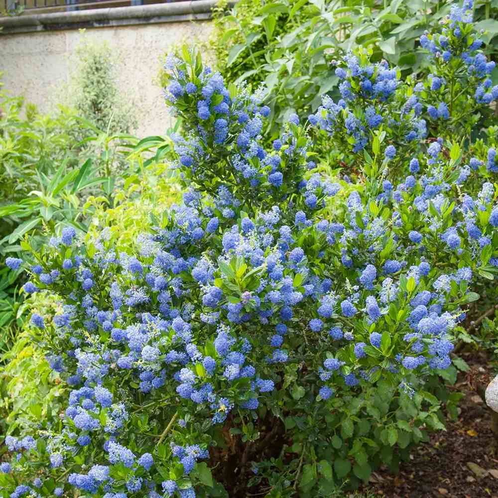 Liliac albastru californian Blue Sapphire (Ceanothus Impressus), arbust decorativ cu flori albastre pentru gradina, gard viu sau planta solitara