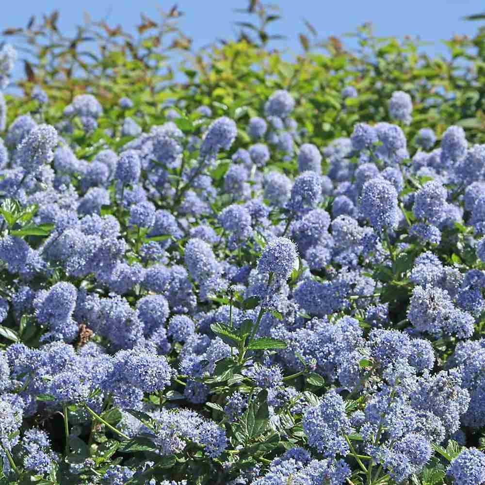 Liliac albastru californian Blue Sapphire (Ceanothus Impressus), arbust decorativ cu flori albastre pentru gradina, gard viu sau planta solitara