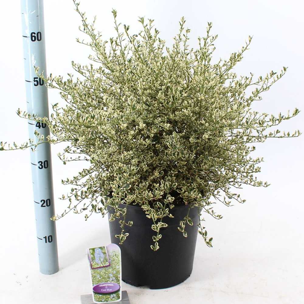Liliac Californian Ceanothus Cool Blue, arbust ornamental vesnic verde cu flori albastre, frunze variegate verde cu margini alb, rezistent la frig