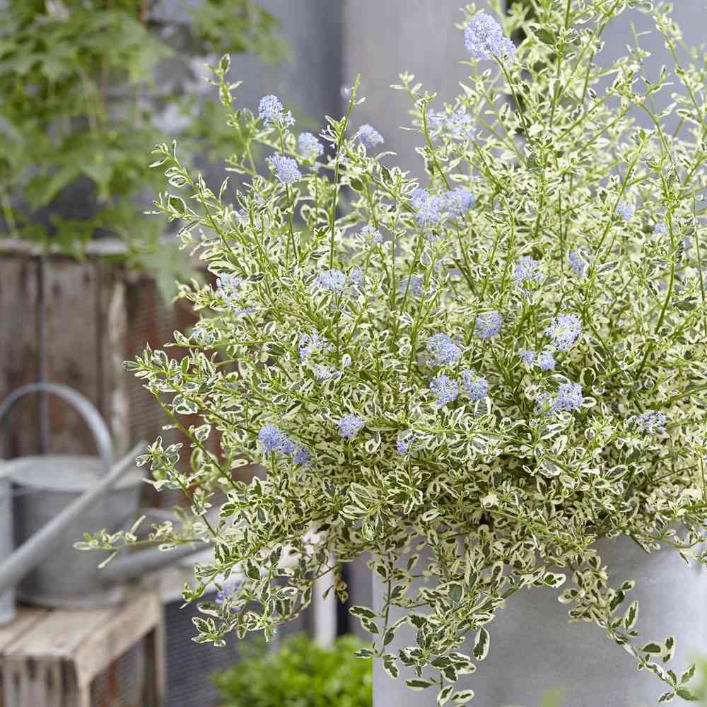 Liliac Californian Ceanothus Cool Blue, arbust ornamental vesnic verde cu flori albastre, frunze variegate verde cu margini alb, rezistent la frig