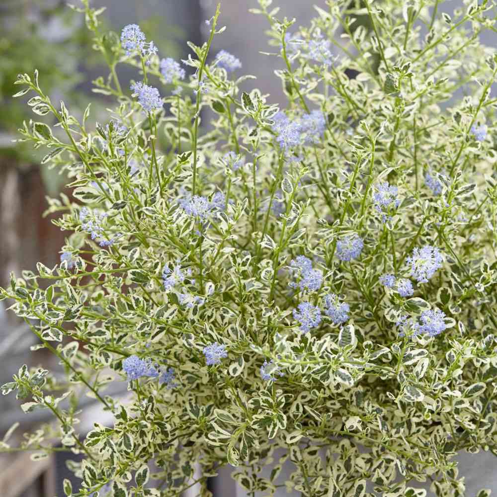 Liliac Californian Ceanothus Cool Blue, arbust ornamental vesnic verde cu flori albastre, frunze variegate verde cu margini alb, rezistent la frig