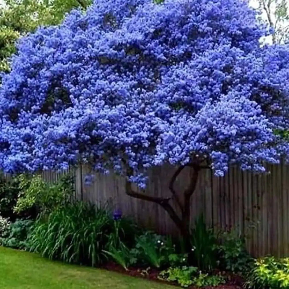 Liliac Californian Tip Copac Repens (Ceanothus Thyrsiflorus), cu flori albastre, vesnic verde