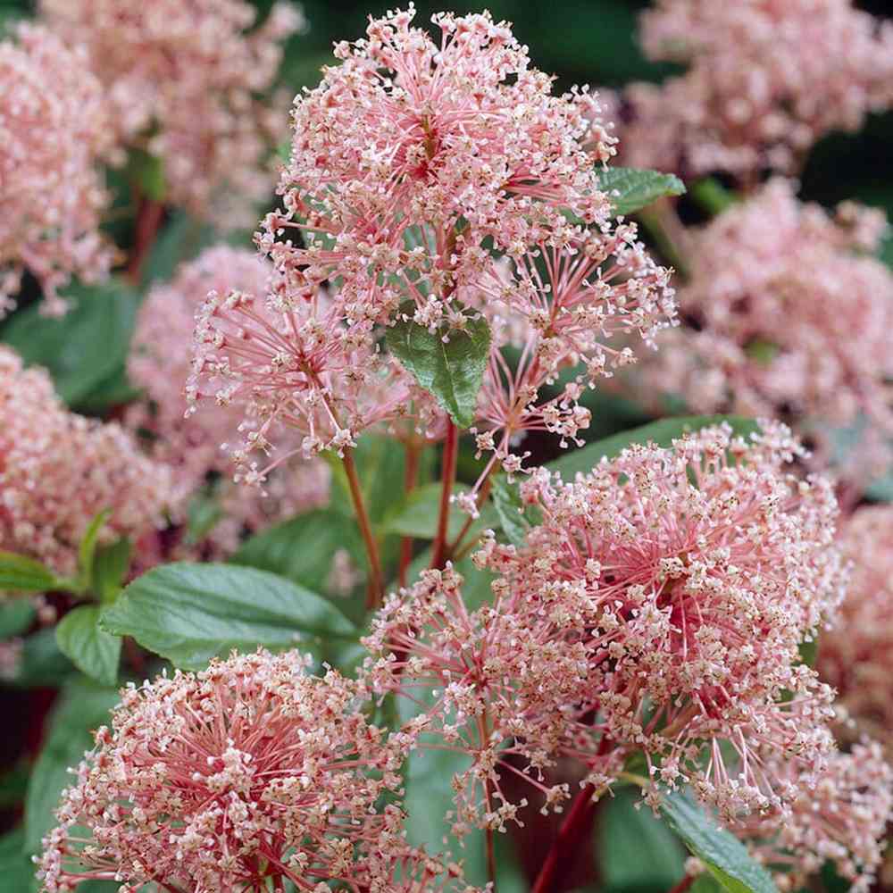 Liliac californian Marie Simon (Ceanothus), arbust decorativ vesnic verde cu flori roz parfumate, planta solitara sau gard viu