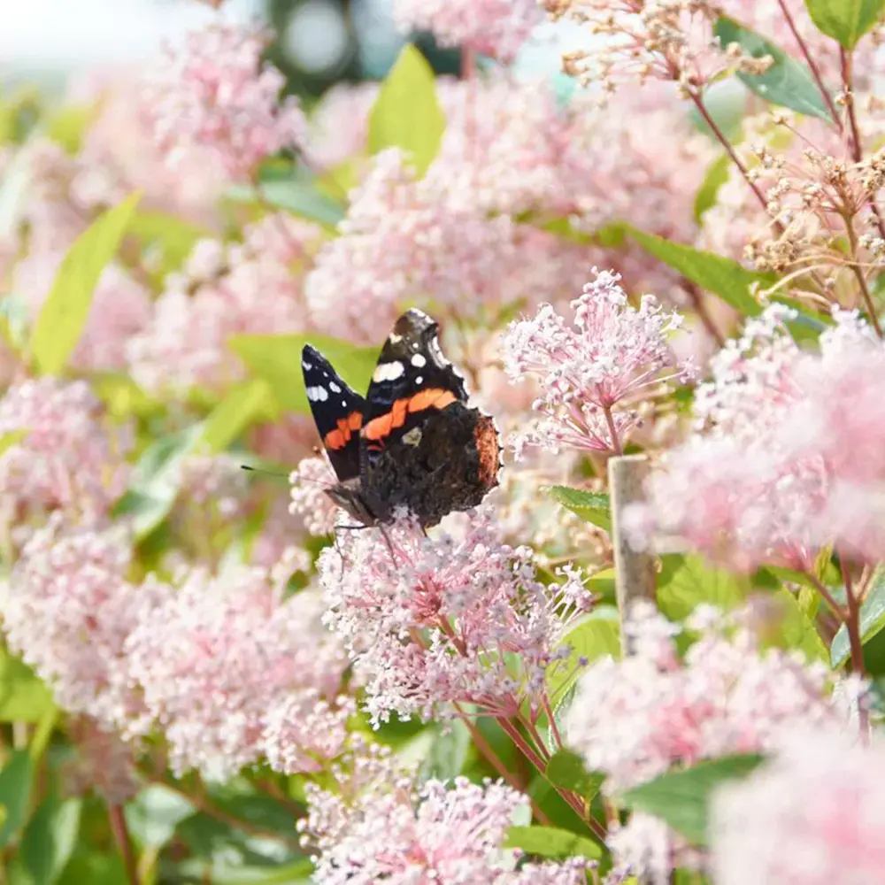 Liliac californian Marie Simon (Ceanothus), arbust decorativ vesnic verde cu flori roz parfumate, planta solitara sau gard viu