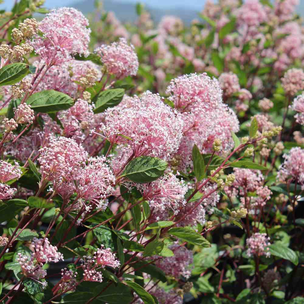 Liliac californian Marie Simon (Ceanothus), arbust decorativ vesnic verde cu flori roz parfumate, planta solitara sau gard viu