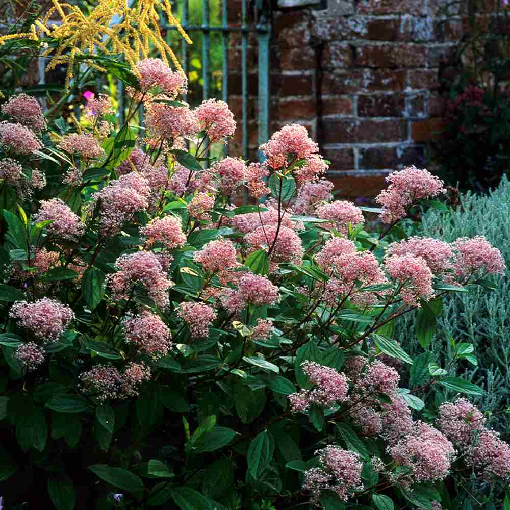 Liliac californian Marie Simon (Ceanothus), arbust decorativ vesnic verde cu flori roz parfumate, planta solitara sau gard viu