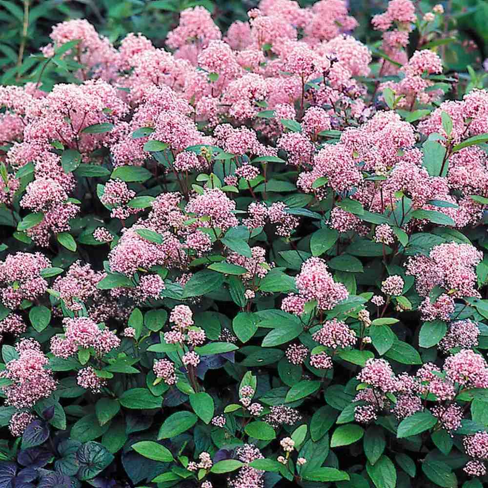 Liliac californian Marie Simon (Ceanothus), arbust decorativ vesnic verde cu flori roz parfumate, planta solitara sau gard viu