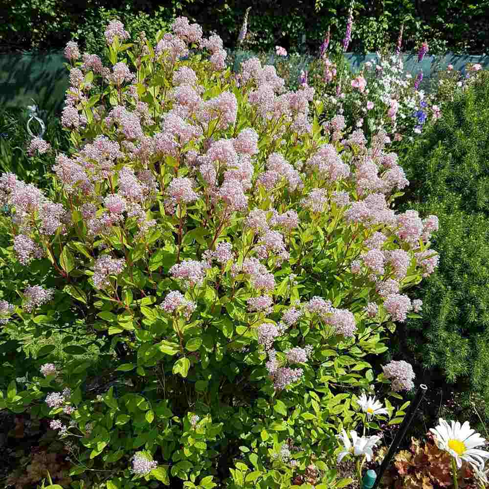 Liliac californian Marie Simon (Ceanothus), arbust decorativ vesnic verde cu flori roz parfumate, planta solitara sau gard viu