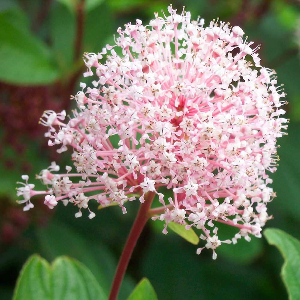 Liliac californian Marie Simon (Ceanothus), arbust decorativ vesnic verde cu flori roz parfumate, planta solitara sau gard viu