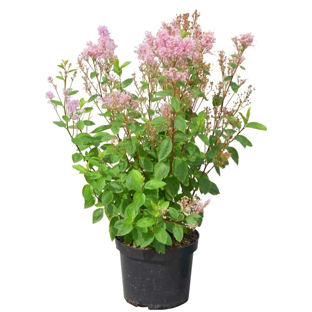 Liliac californian Marie Simon (Ceanothus), arbust decorativ vesnic verde cu flori roz parfumate, planta solitara sau gard viu